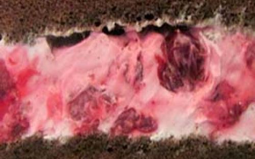 Вишня с шоколадом